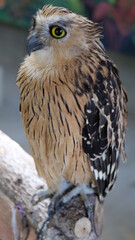 Exotic birds live in the tropics of Indonesia, looks very beautiful