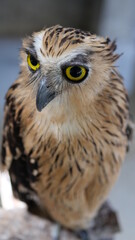 Exotic birds live in the tropics of Indonesia, looks very beautiful