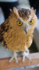 Exotic birds live in the tropics of Indonesia, looks very beautiful