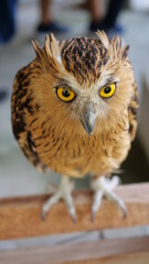 Exotic birds live in the tropics of Indonesia, looks very beautiful