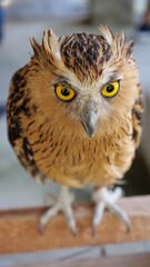 Exotic birds live in the tropics of Indonesia, looks very beautiful