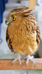 Exotic birds live in the tropics of Indonesia, looks very beautiful