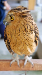 Exotic birds live in the tropics of Indonesia, looks very beautiful