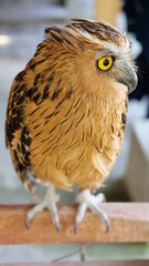 Exotic birds live in the tropics of Indonesia, looks very beautiful