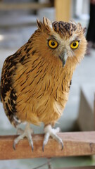 Exotic birds live in the tropics of Indonesia, looks very beautiful