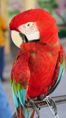 Exotic birds live in the tropics of Indonesia, looks very beautiful