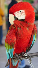 Exotic birds live in the tropics of Indonesia, looks very beautiful