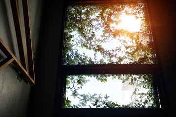 Entrance slit of glass windows and fig tree branches. Fragments of nature. Sunlight behind the windows in a house.