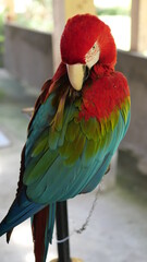 Exotic birds live in the tropics of Indonesia, looks very beautiful