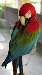Exotic birds live in the tropics of Indonesia, looks very beautiful