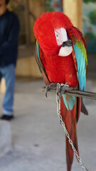 Exotic birds live in the tropics of Indonesia, looks very beautiful