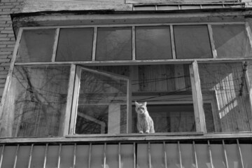 A domestic cat sits on the balcony