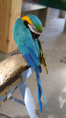 Exotic birds live in the tropics of Indonesia, looks very beautiful