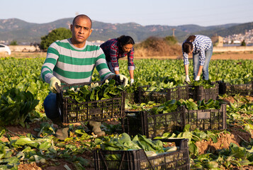 Hired worker carries plastic box with harvest of chard