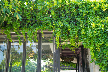 Ivy that climbs their storied walls cover the glass building.Vines not only lend greenery through the summer,but they also provide fall color in spring, the green and red leaves background.
