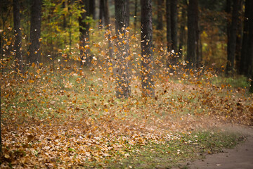 Autumn leaves
