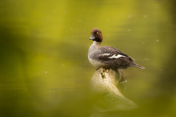 Ente in der Mittagspause