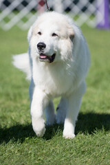 Great Pyrenees walking towards camera