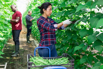 Female latino farmer harvests ripe beans in a greenhouse