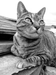 Cat portrait