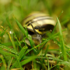 The grape snail (Helix pomatia) from the family of the snail (Helicidae). It occurs, inter alia, in Poland, from where it is transported to France, where it is a delicacy. The photo shows the snout.