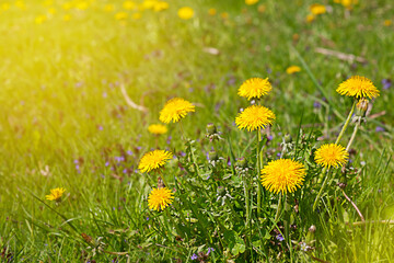 Yellow dandelions on a green sunbed in the rays of sunset sunlight. High quality photo