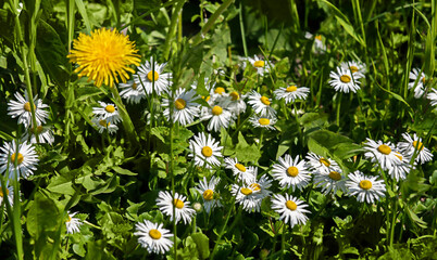 Delicate daisies on a green meadow. First spring wildflowers. High quality photo
