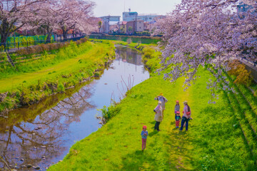 野川の桜と幼稚園児 - obrazy, fototapety, plakaty