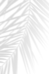 Obraz premium Abstract background of natural shadows tropical leaves overlay on a white wall background, summer seasonal concept.