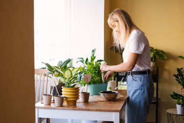 Woman transplants houseplant on her kitchen table.