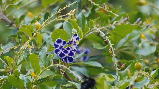 Black bumblebee collects nectar from the flower in the tropical garden