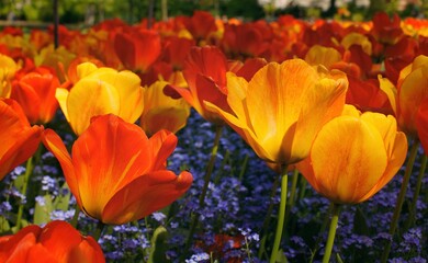 Tulpen: 