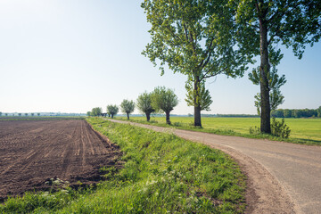 Country road with trees next to a plowed field in a Dutch polder. It is a sunny day in the spring season. The photo was taken in the province of North Brabant.
