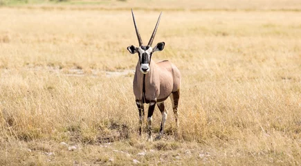 Fototapeten Oryx-Antilope in freier Wildbahn © Happy monkey