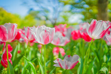 たくさんのピンク色のチューリップ