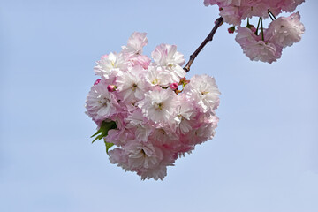 八重桜