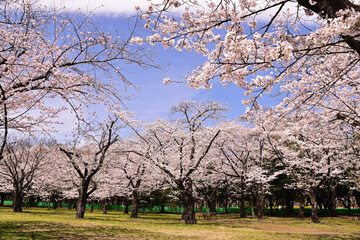 公園の桜