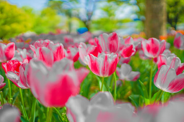 たくさんのピンク色のチューリップ