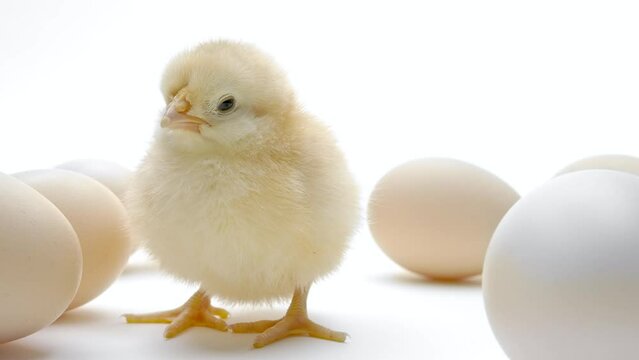 Newborn chick among eggs. Baby little chicken calls mother, isolated on white studio background. Concept of traditional bird, spring celebration. Symbol of happy Easter. 