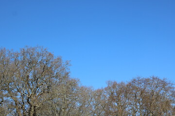 Clear blue sky background with winter trees below with space for copy