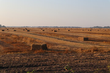 bales in the field