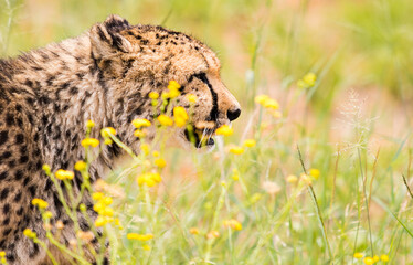 cheetah in the wild