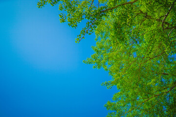 新緑と木漏れ日のイメージ