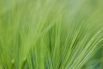 abstract green background,background of rye hairs with blurred background on the field