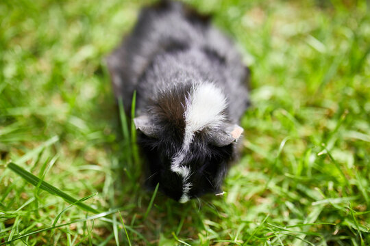 Black Guinea pig sitting outdoors in summer, Pet calico guinea pig grazes in the grass