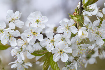 Białe kwiaty wiosną w ogrodzie
