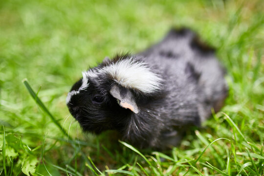 Black Guinea pig sitting outdoors in summer, Pet calico guinea pig grazes in the grass