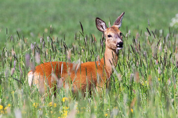 Sarna na zielonej łące © Henryk Guziak
