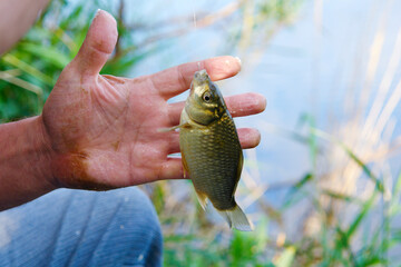 Caught carp or crucian in the hands of an angler