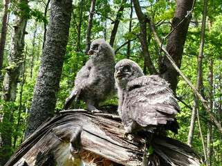 After leaving the nest, Great grey owl chicks stay in its vicinity for some time, choosing inclined tree branches for rest